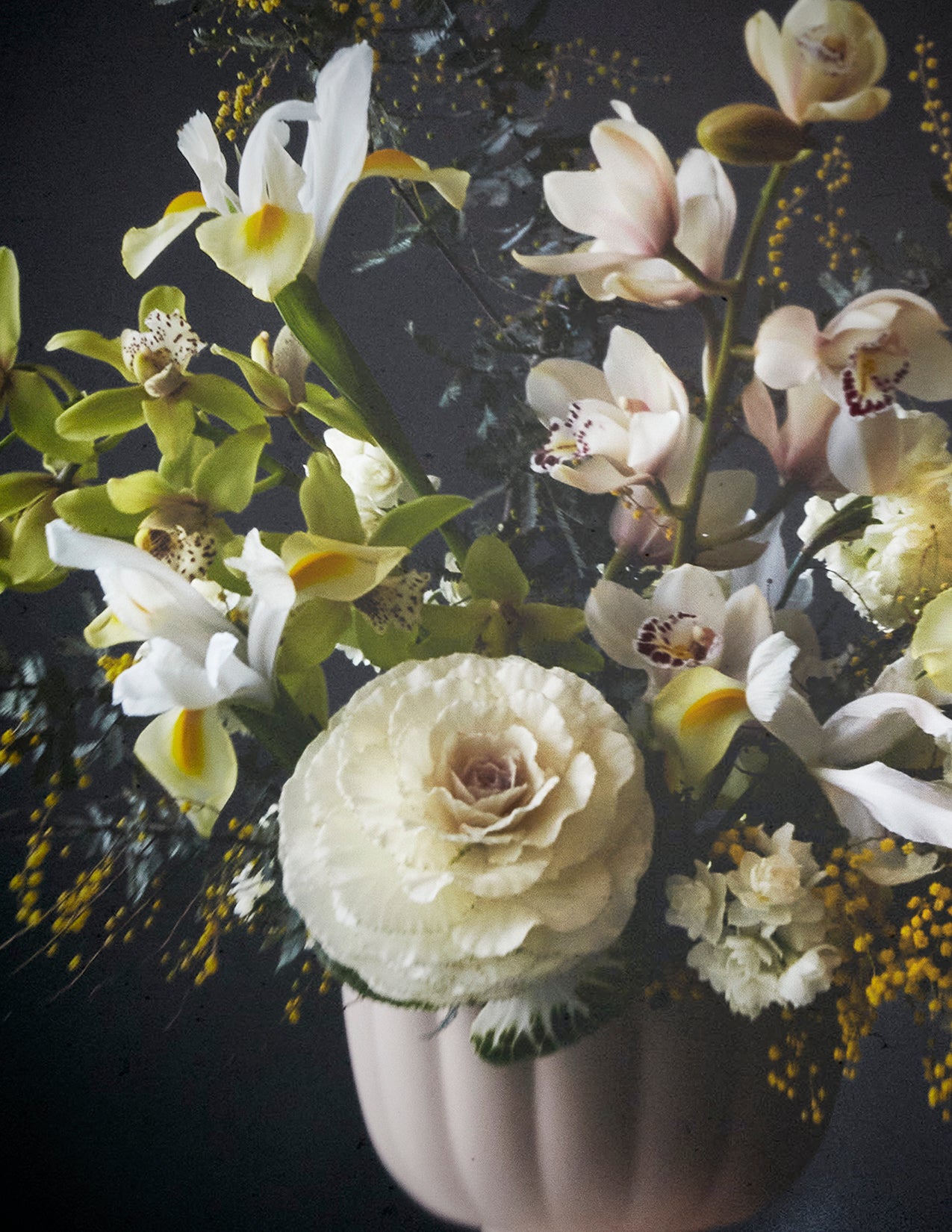 Mimosa — Limited Edition Print