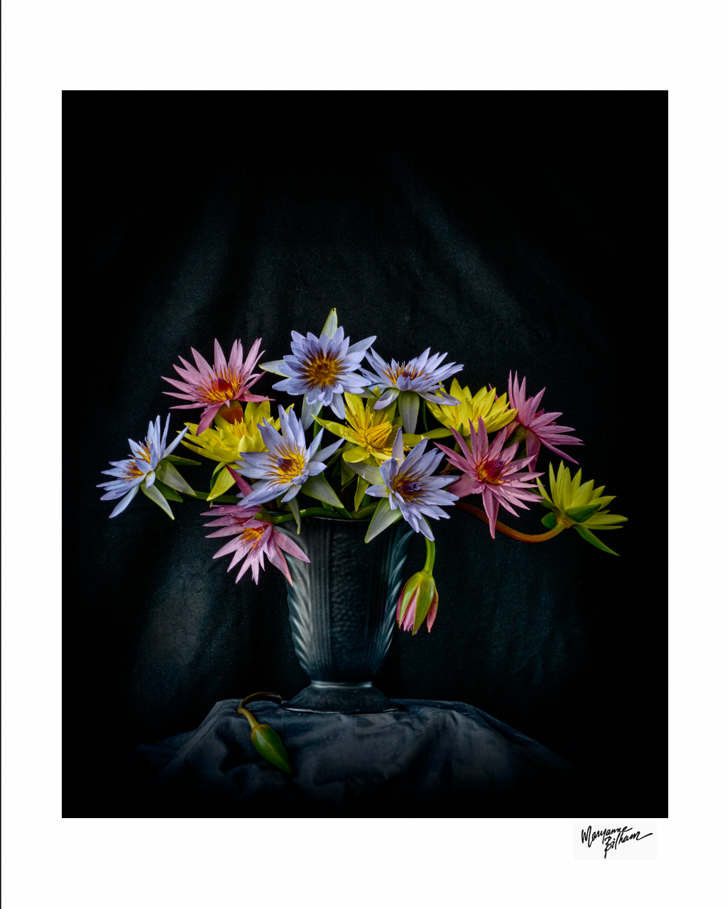 Nymphaea — Limited Edition Print