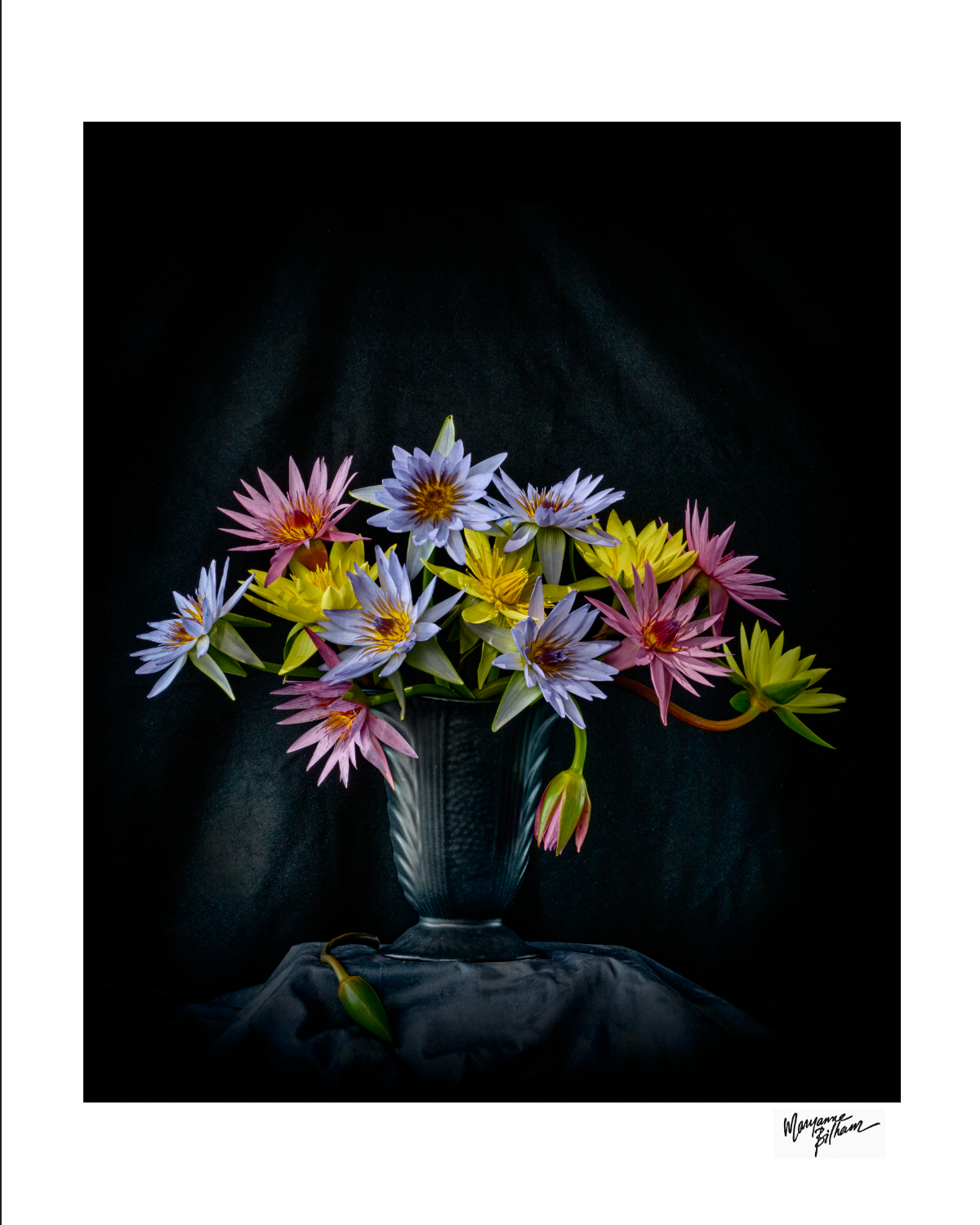 Nymphaea — Limited Edition Print