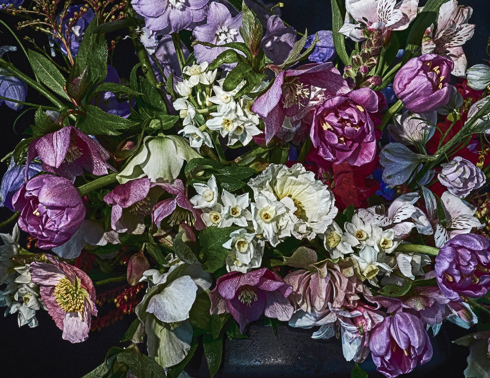 Winter's Jewels — Limited Edition Print